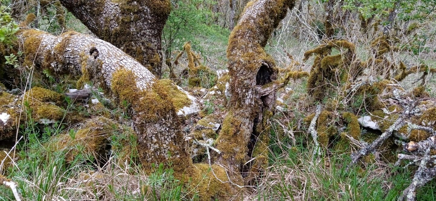 La forêt crisse Sortie de résidence Création 2027 Saint-Cirq-Lapopie