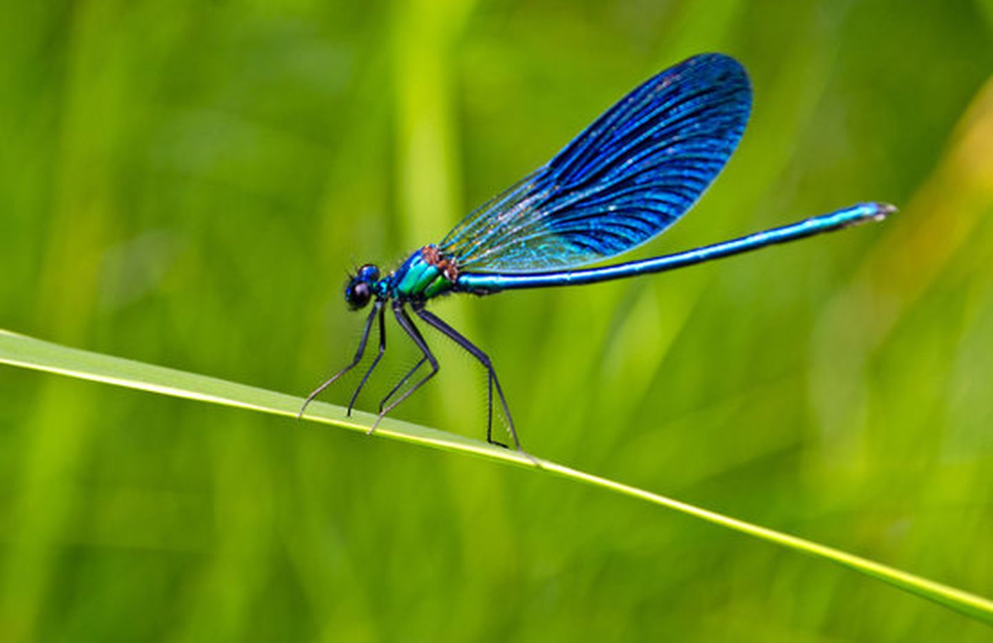 La grande exploration nature l’été des libellules Arzacq-Arraziguet