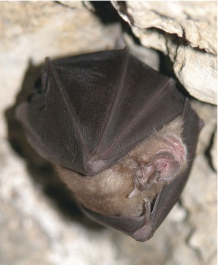 La nuit de la chauve-souris au Château d’Assier Château Assier 2026-08-26