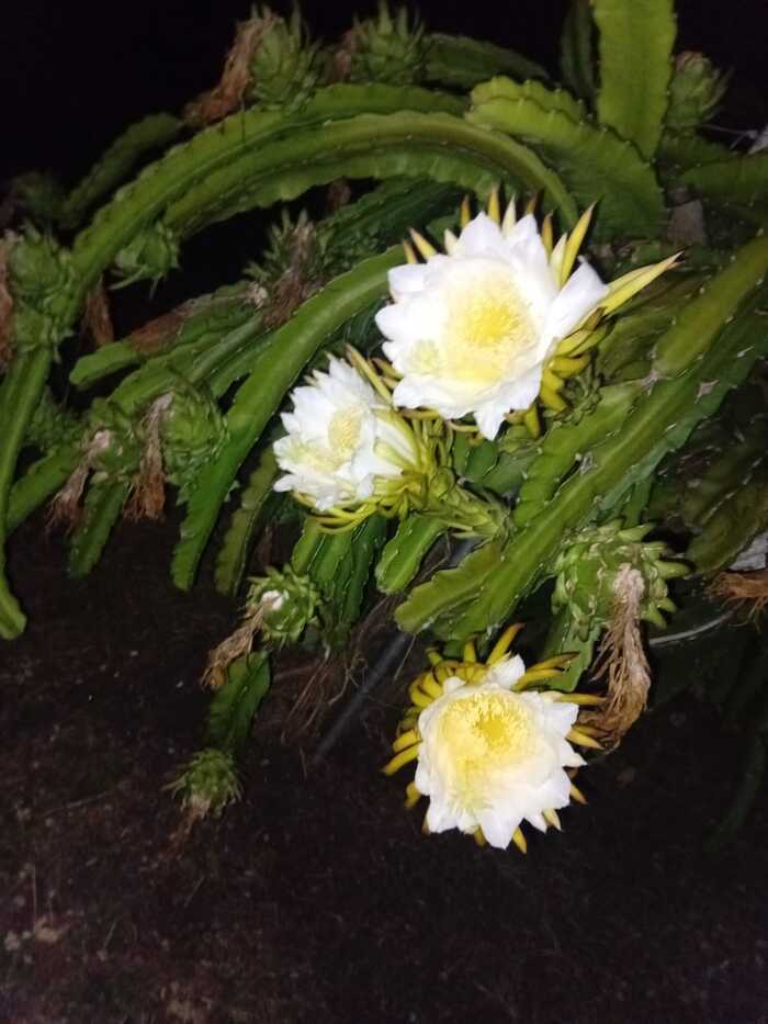 La nuit de la lumière au Vergétaliya ! Vivez le jardin autrement ! Vergétaliya Le Moule