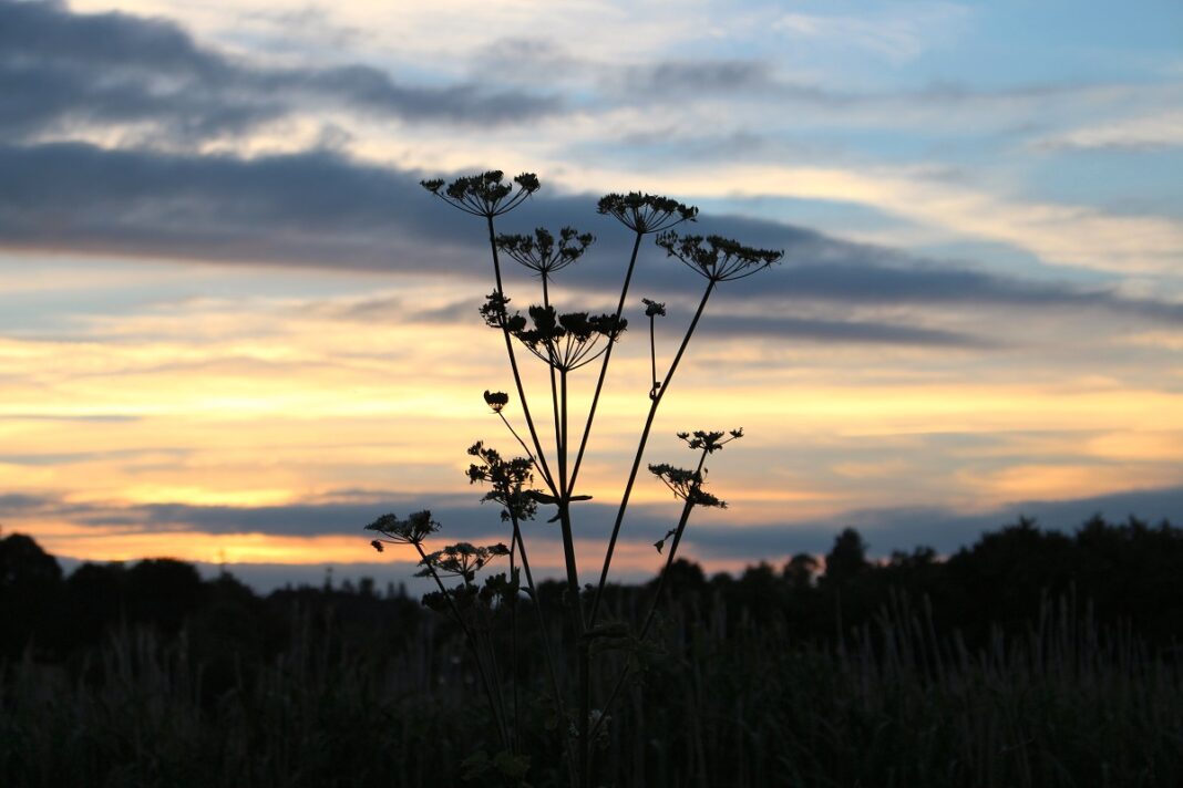 La Réserve au crépuscule  Doville