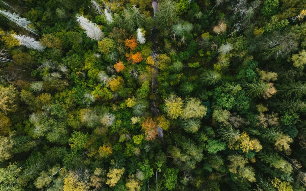 L’Automne de la science dans les bibliothèques – La nature source d’inspiration