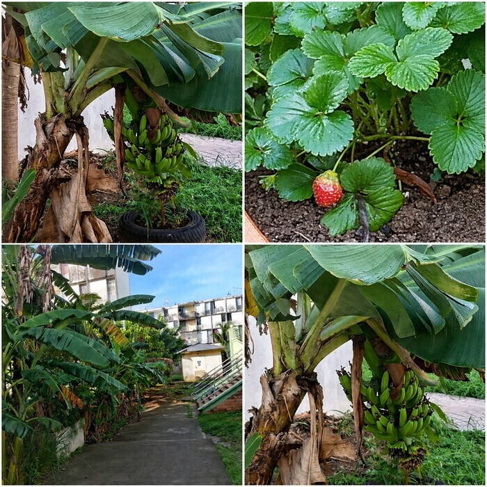 Le jardin de MORTENOL, le jardin de mortenol, Pointe-à-Pitre