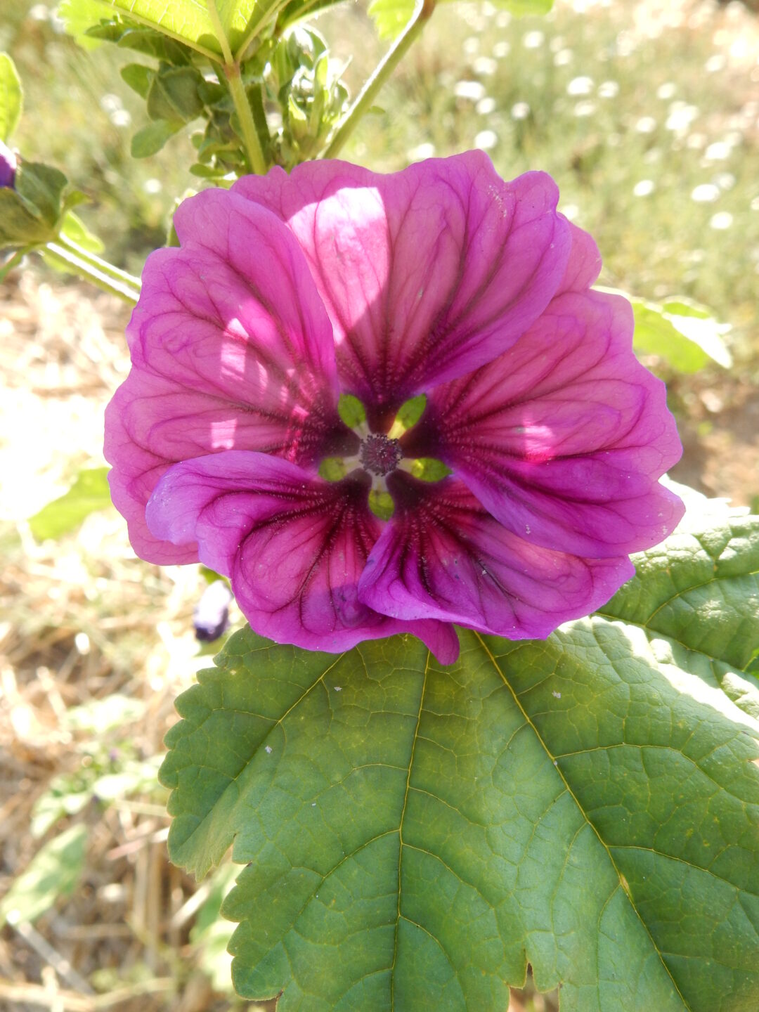 Le Jardin des Simples de l’Île de Vassivière Île de Vassivière Beaumont-du-Lac
