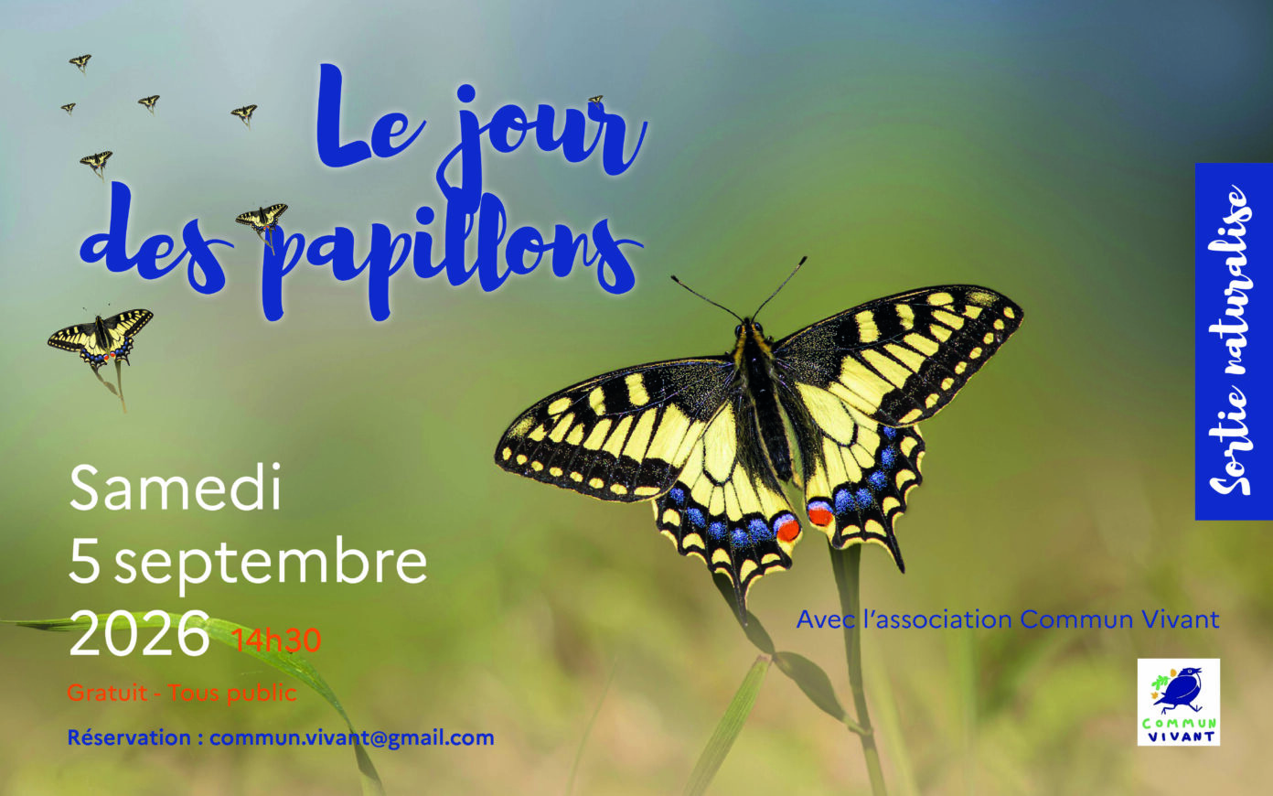 Le jour des papillons Rue d&rsquo;Etigny Pau