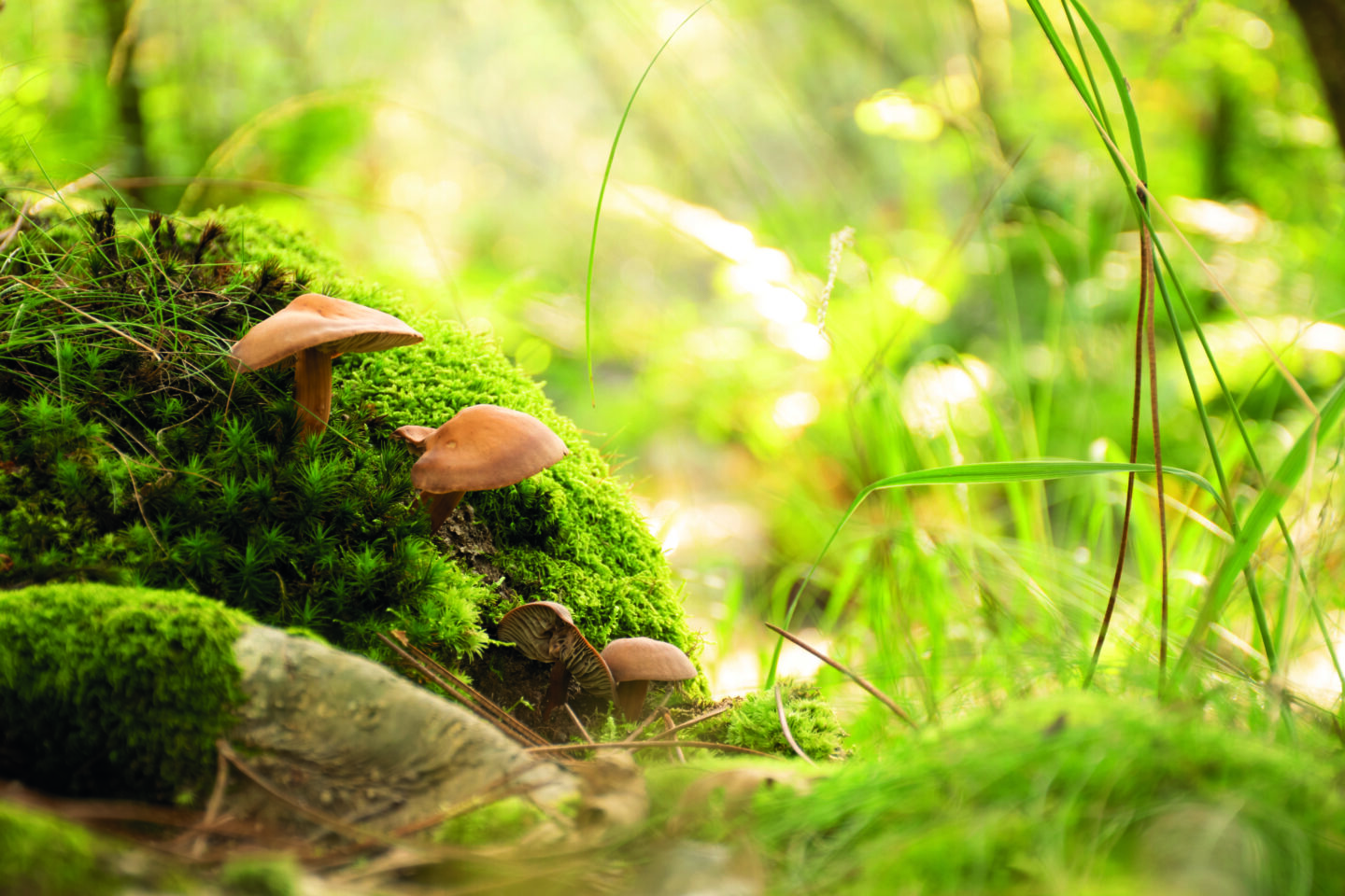 Le monde des champignons Belin-Béliet