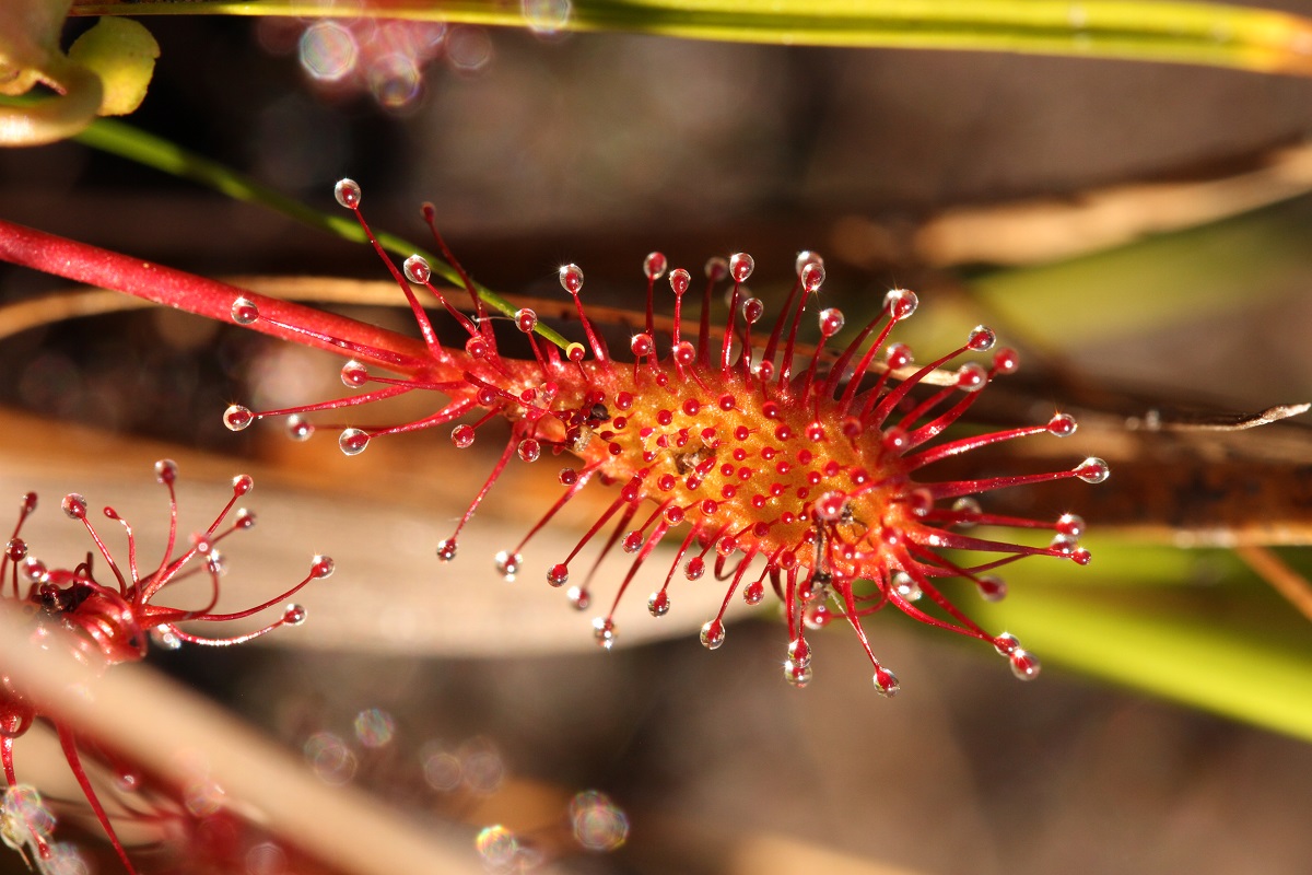 Le monde des plantes carnivores Doville