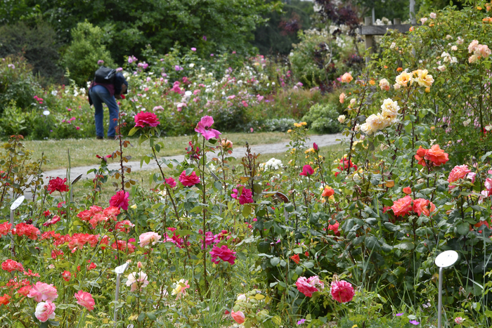 Le Parc Floral de la Beaujoire : la roseraie, ses parfums et son histoire Parc Floral de la Beaujoire – Roseraie Nantes