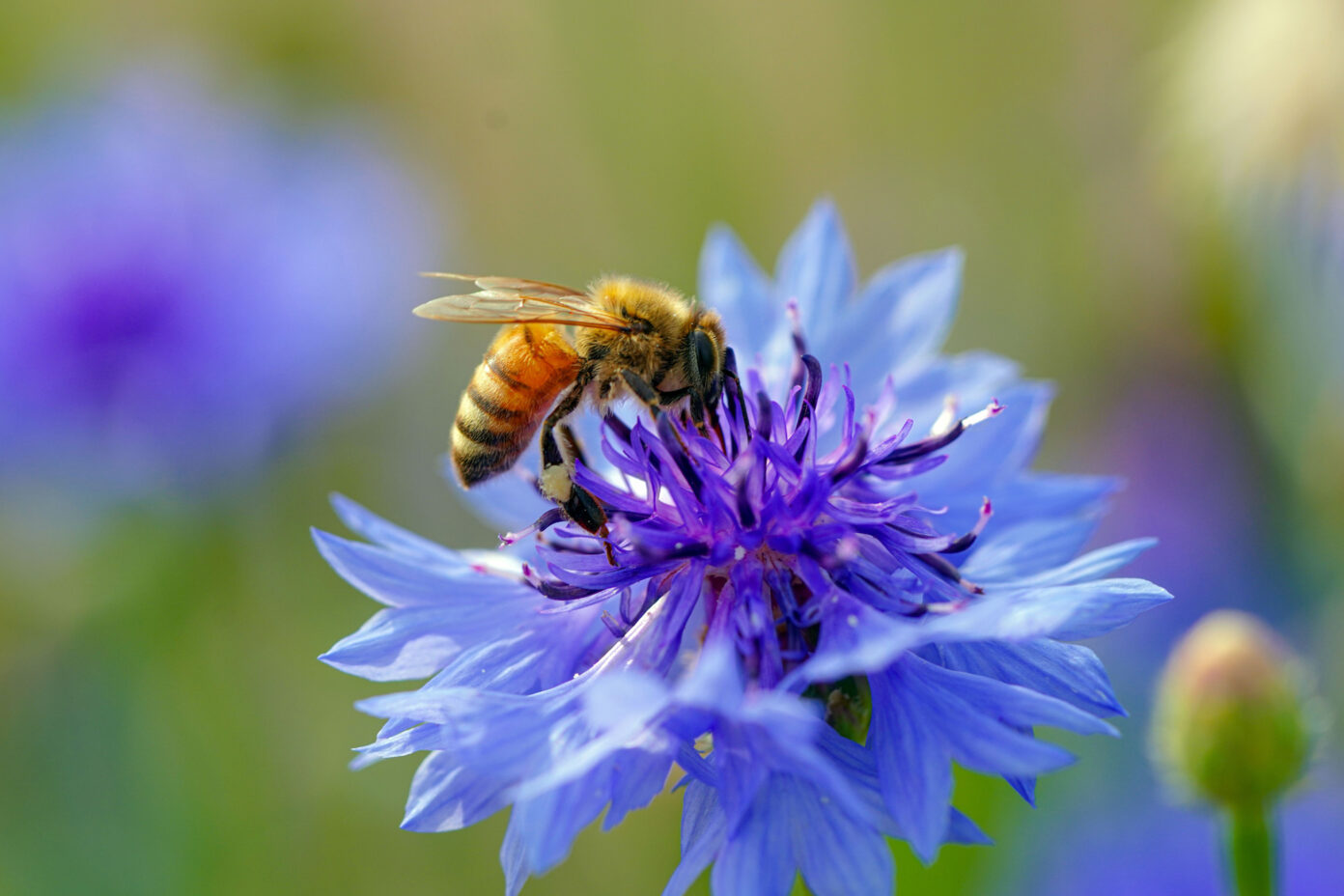 Le trésor des abeilles Maison de l’Environnement et Parc Izadia Anglet