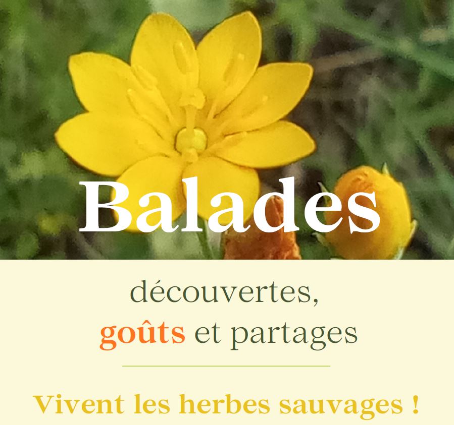 Les balades botaniques avec Vivent les herbes sauvages au Domaine les Hauts de Riquets Baleyssagues