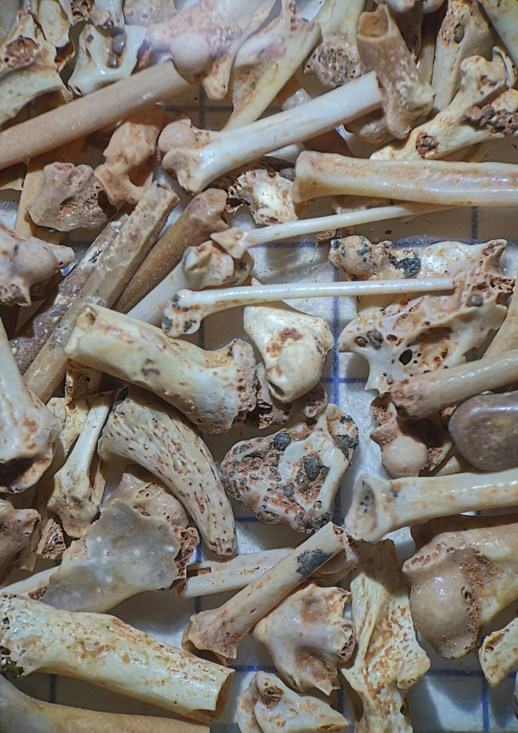 Les fossiles des phosphatières à la loupe
Atelier de tri des fossiles Saint-Martin-Labouval