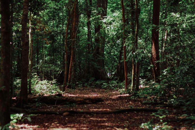 Les nuits des forêts en Périgord Noir Balade nocturne au son des oiseaux à Campagne Parking Château de Campagne Campagne