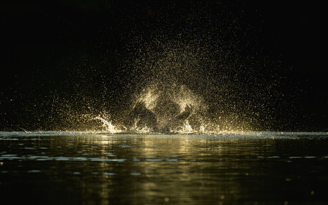Les oiseaux au lac des Minimes Maison Paris Nature Paris