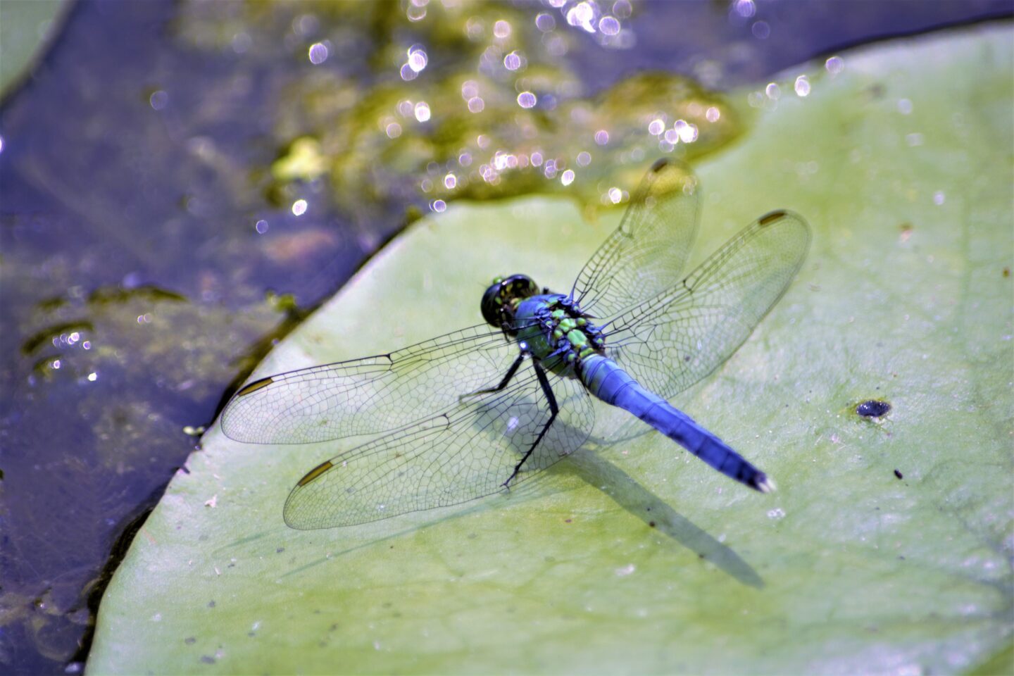 Les petites bêtes de l&rsquo;eau  Aix-Villemaur-Pâlis