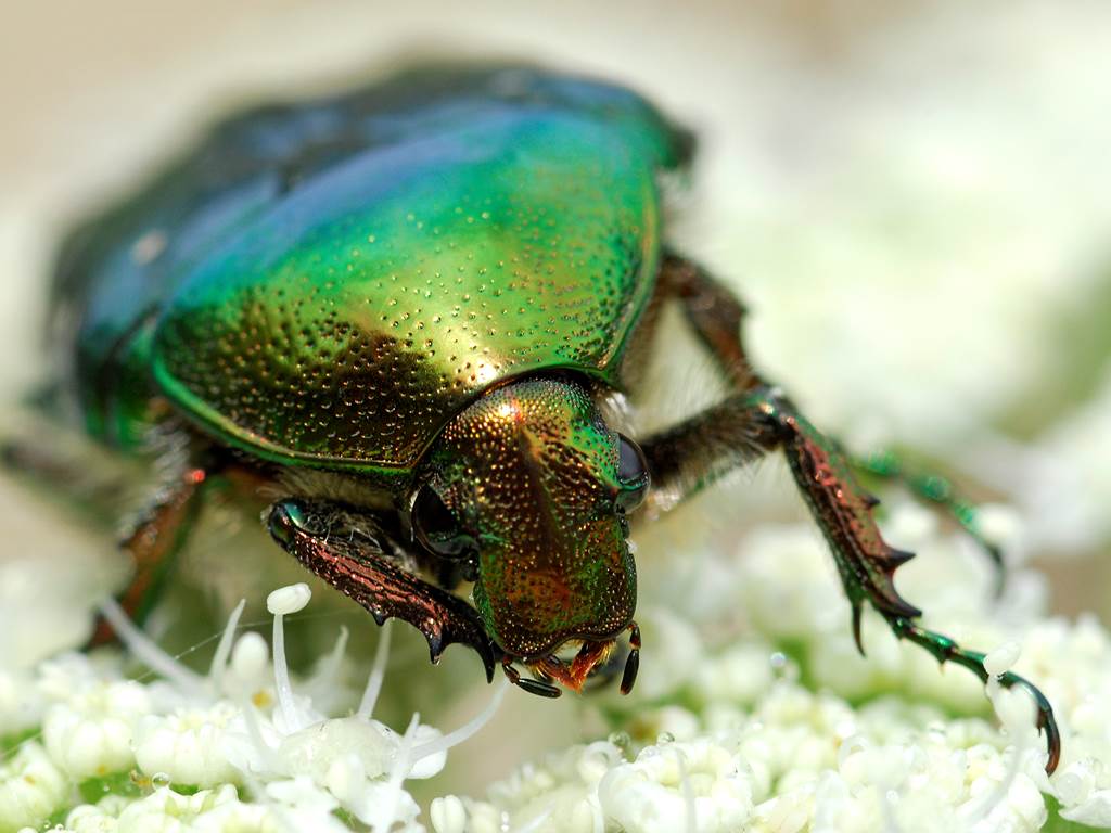 Les petites bêtes des prairies Un safari miniature au cœur de la nature Courteranges