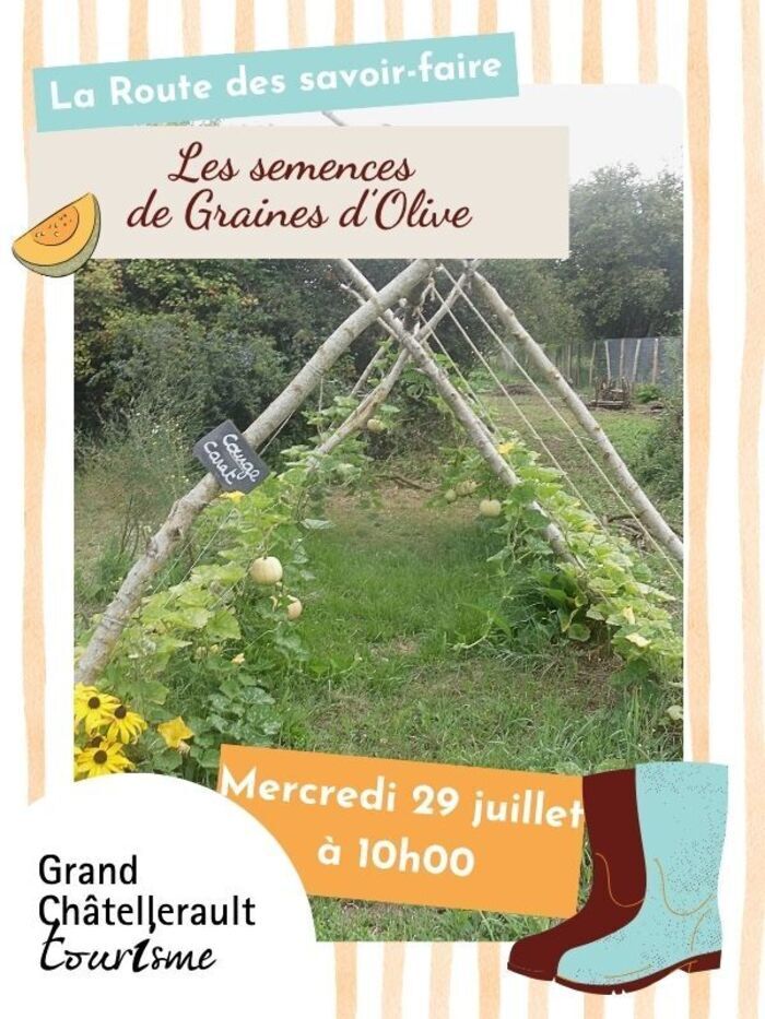 Les semences de Graines d’Olive Graine d’Olive Thuré