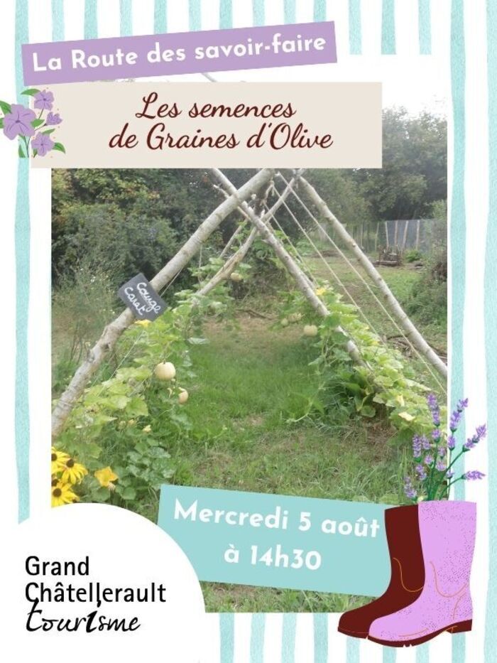 Les semences de Graines d’Olive Graine d’Olive Thuré