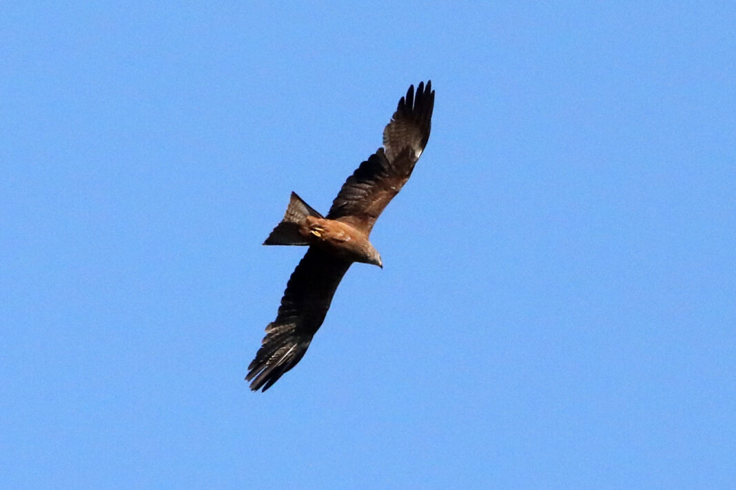 LES SORTIES NATURE DÉCOUVERTE DES RAPACES  Saint-Chély-d&rsquo;Apcher