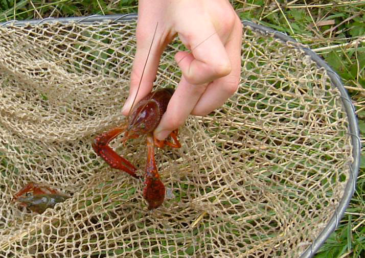 LES SORTIES NATURE PÊCHE DE L’ECREVISSE Le Malzieu-Ville