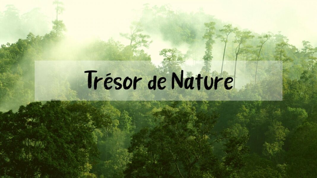 LES TRESORS DE LA NATURE  Les Angles