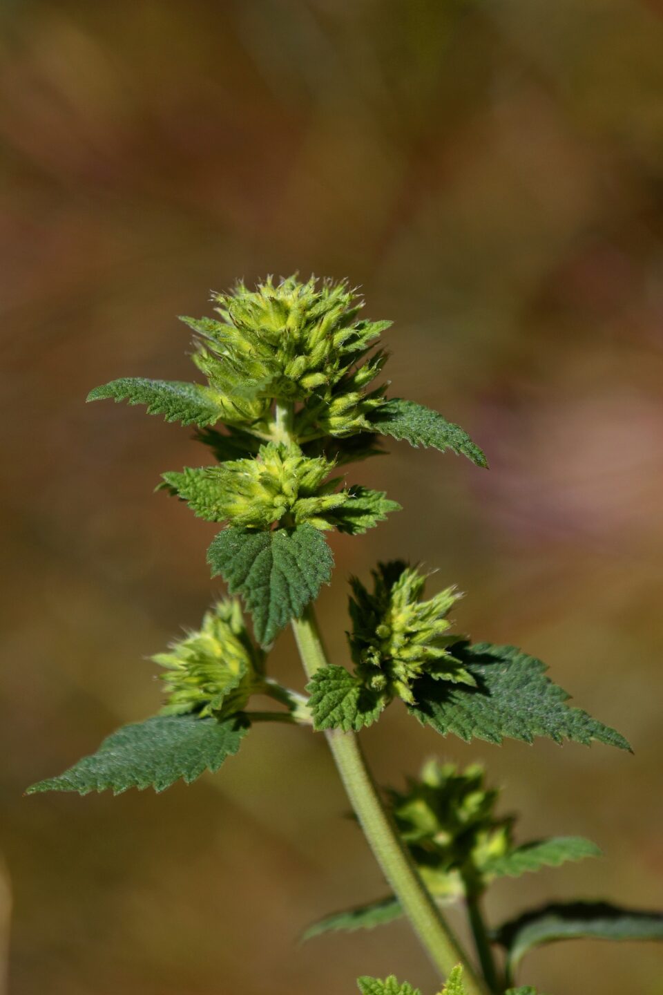 LEVEZ LE PIED SUR LE MONT LOZERE SECRETS DE PLANTES DU MONT LOZÈRE Mont Lozère et Goulet