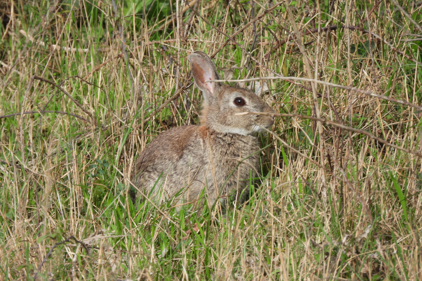 Loupi le lapin Maison de l&rsquo;Environnement et Parc Izadia Anglet