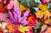Marché d&rsquo;automne  Augignac