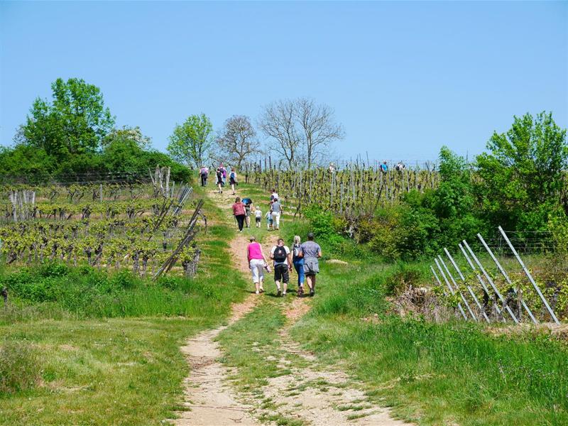 Marche gourmande du messti  Romanswiller