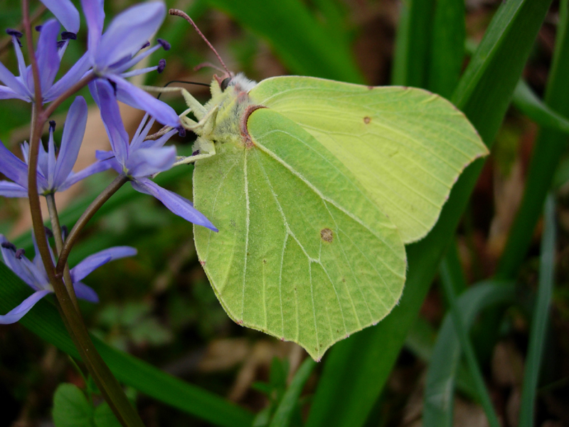 Minute papillon ! Sainte-Gemme