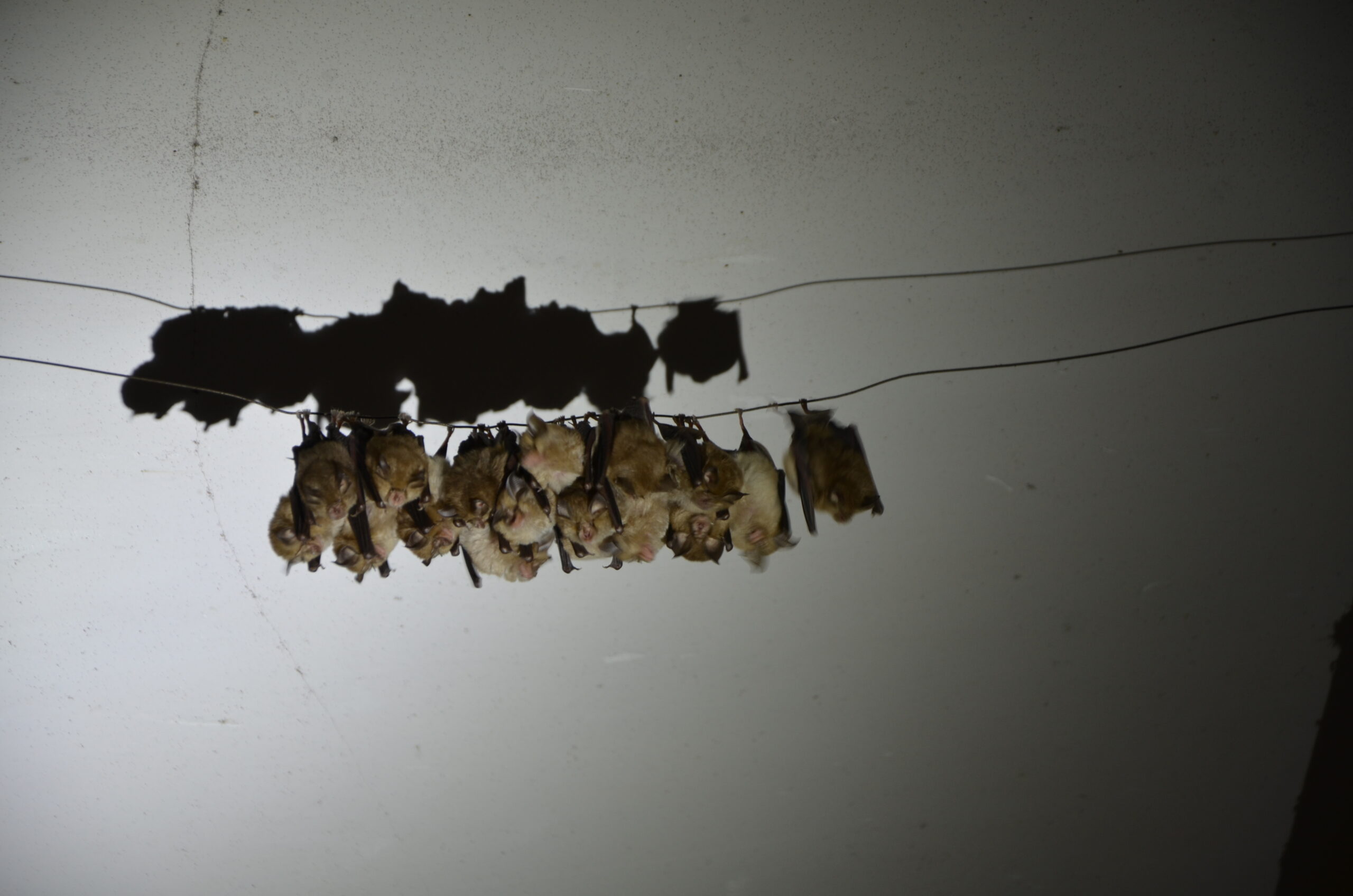 Nuit de la chauve-souris à Limanton