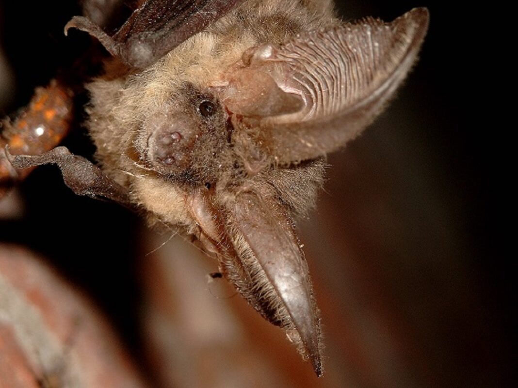 Nuit de la chauve-souris  La Meauffe