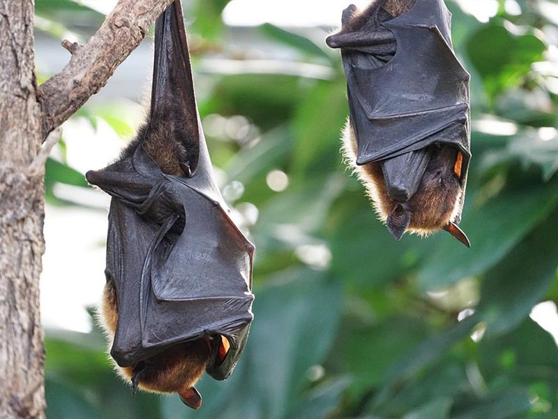Nuit de la chauve-souris  Mulhouse