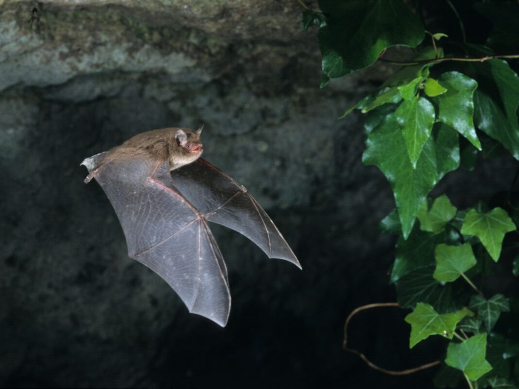NUIT INTERNATIONALE DE LA CHAUVE SOURIS  Belfort-sur-Rebenty