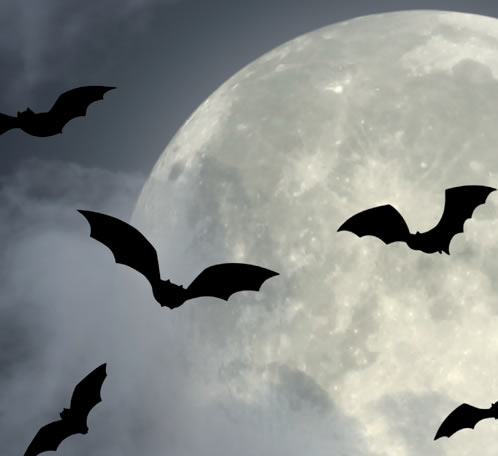Nuit internationale de la chauve-souris Réserve naturelle Lussat