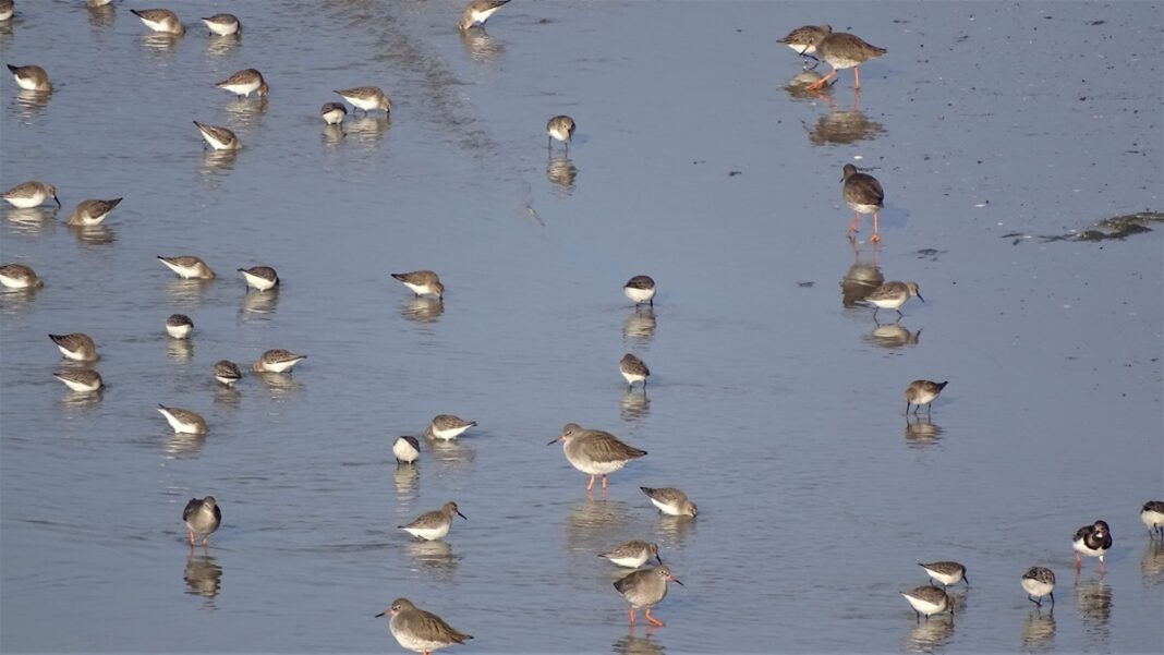 Observations des oiseaux et des phoques  Sainte-Marie-du-Mont