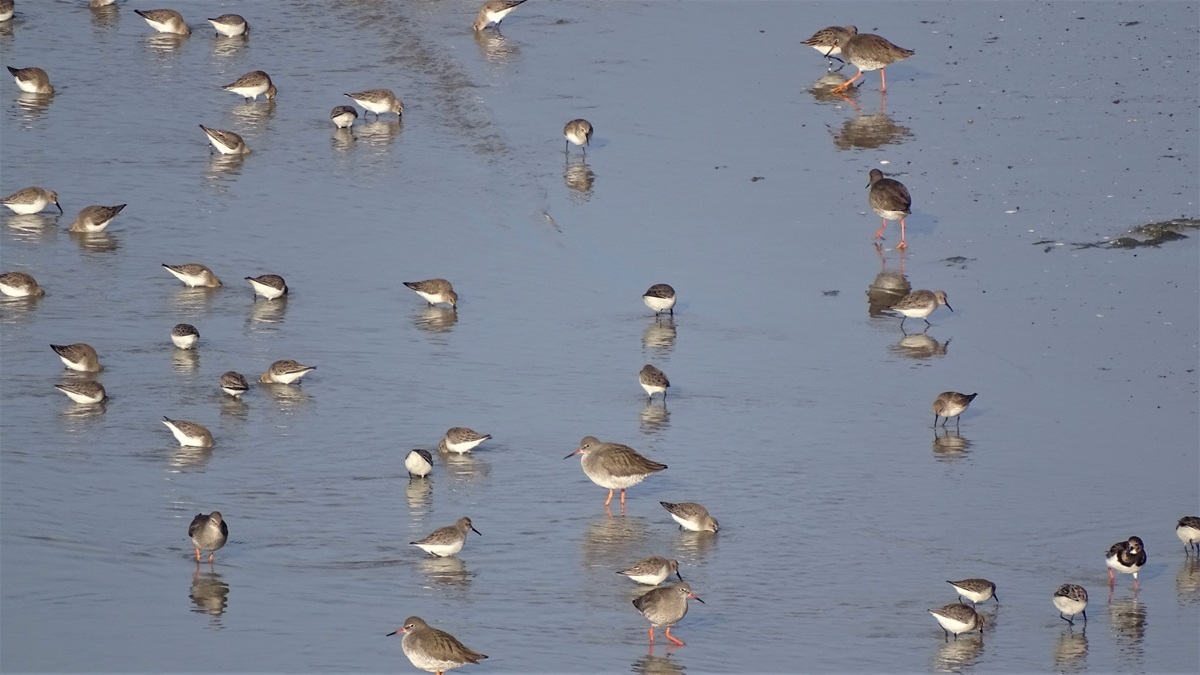 Observations des oiseaux et des phoques Le Grand Vey Sainte-Marie-du-Mont 2026-07-31