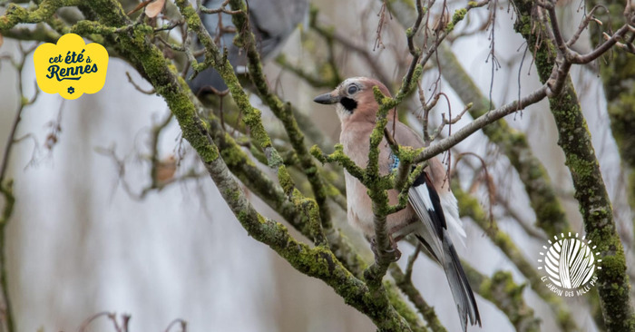 Oiseaux des parcs et jardins Jardin des Mille Pas Rennes