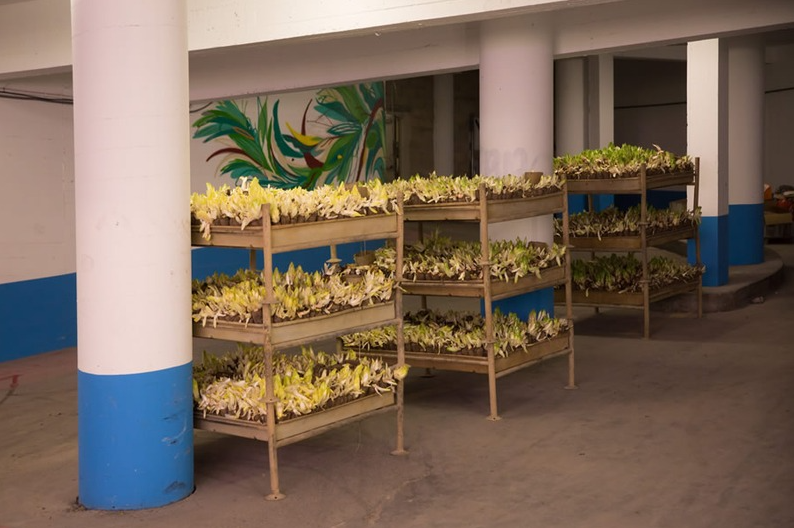 Endives poussant dans un parking