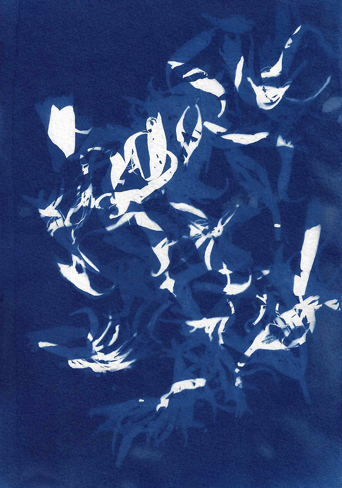 PARCC atelier Cyanotype, avec Stéphanie Labé Parking place Darmanté Labenne