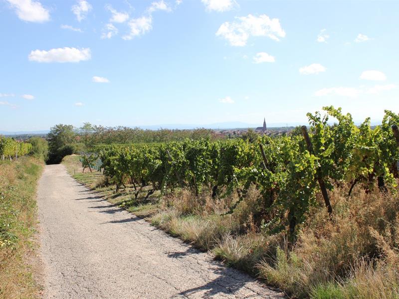 Petit-déj' en calèche déambulation au coeur de la vigne Scherwiller 2026-08-08