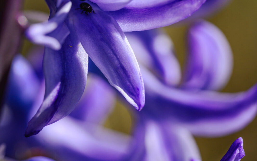Petites fleurs sauvages à la loupe Maison Paris Nature Paris