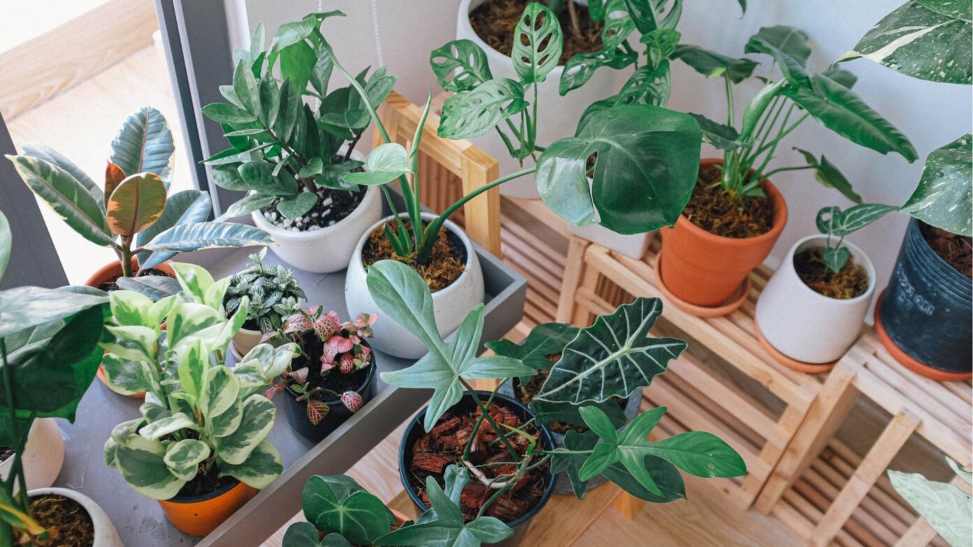 Plantes et mémoires connectées Médiathèque La MéMo Monein