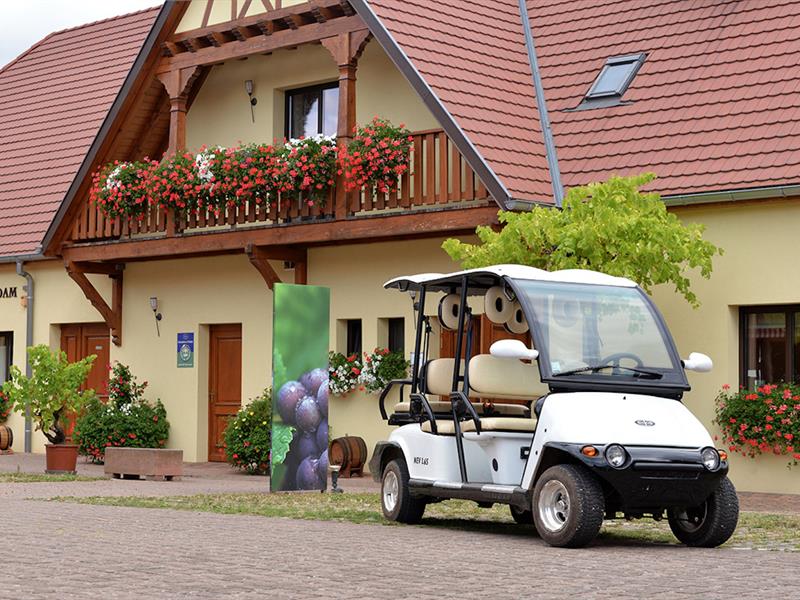 Promenade dans les vignes en véhicule électrique Ammerschwihr