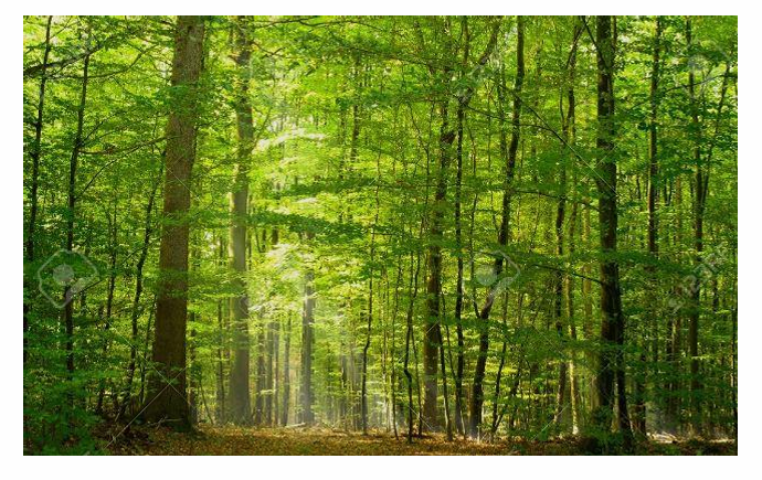 Promenade en forêt Place Aristide Briand Châtel-Censoir