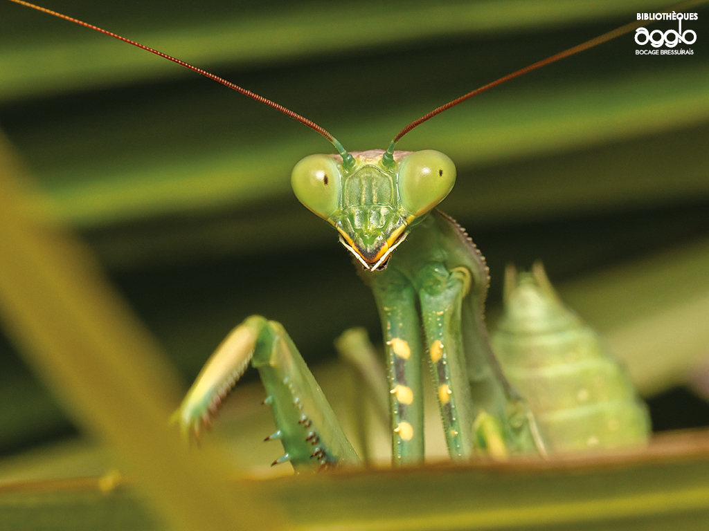 Rallye nature Les insectes et leurs super-pouvoirs  Nueil-les-Aubiers
