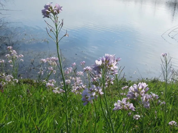 Randonnées découverte du site Naturel 2000 étangs du Ségala à Anglars-St-Felix  Rignac