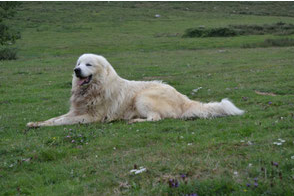 Rasco et nous Maison du parc national des Pyrénées Laruns