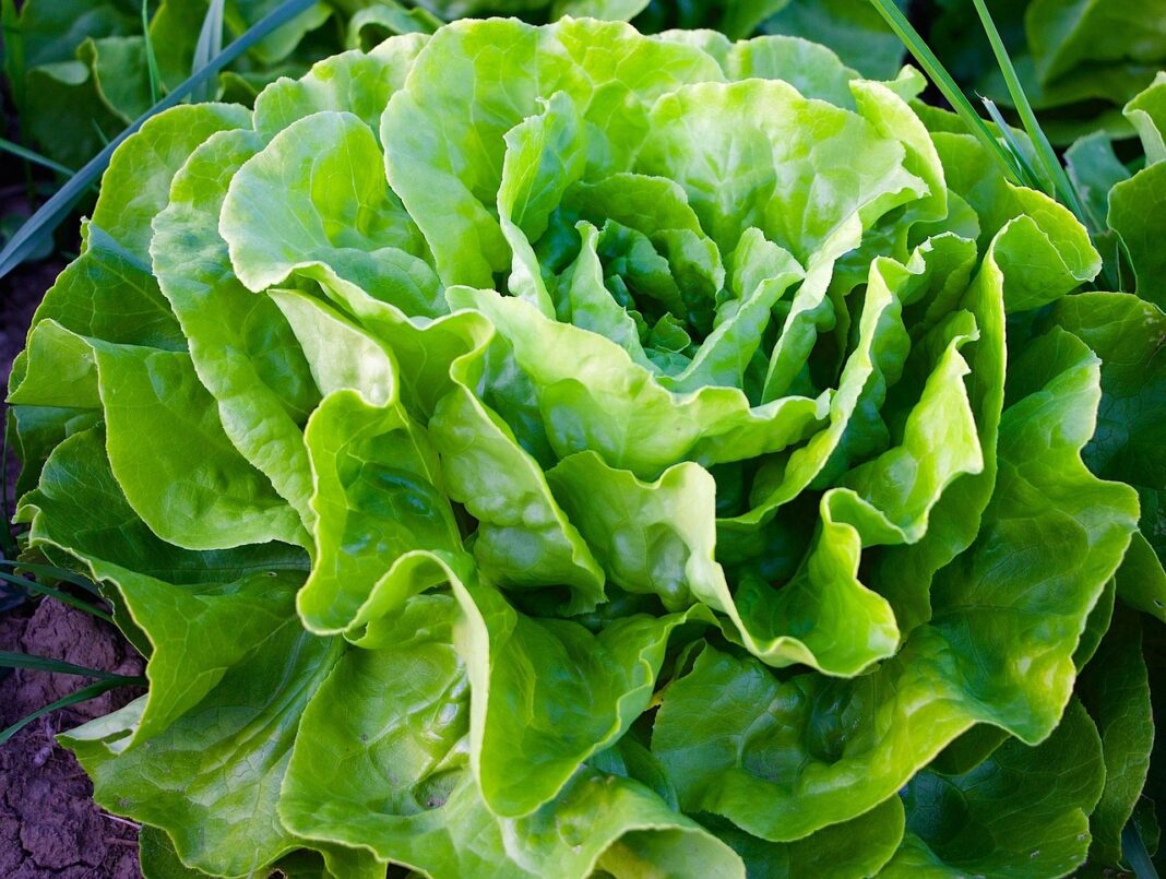 Rencontre culturelle d&rsquo;arts plastiques C&rsquo;est pas (que) des salades par la Cie Les Philosophes barbares CCAS Gourdon