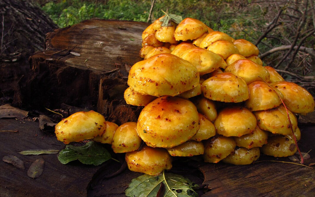 Rencontre – Les champignons : qu&rsquo;ont-ils à nous apprendre ? Bibliothèque Jacqueline de Romilly Paris