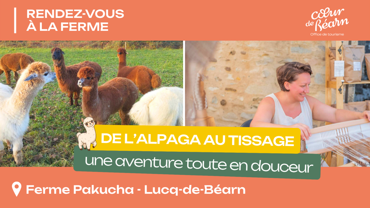Rendez-vous à la ferme De l'alpaga au tissage 502 Chemin de Bas Affittes Lucq-de-Béarn 2026-07-21